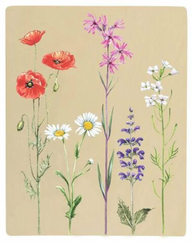 Moses Basteln>Blatt-und Blütenpresse mit Sonnendruckpapier - Exp