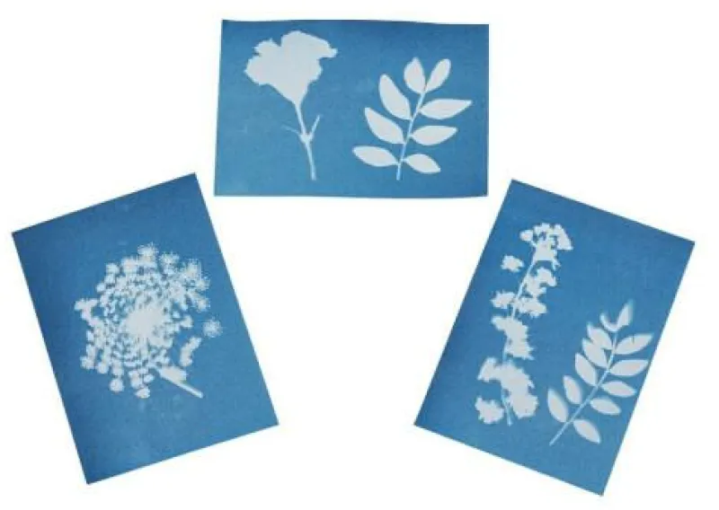 Moses Basteln>Blatt-und Blütenpresse mit Sonnendruckpapier - Exp