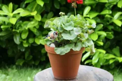 Wildlife Garden AB Figuren>DecoBird Stieglitz