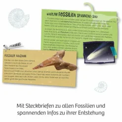 Kosmos Experimentieren>Fossilien - Ausgrabungs-Set