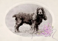 COPPENRATH SPG Geschenkbücher><noscript><img width=