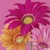 IHR Servietten Und Serviettenringe|Servietten>JOYFUL GERBERA Pink Cocktail-Servietten C1038355