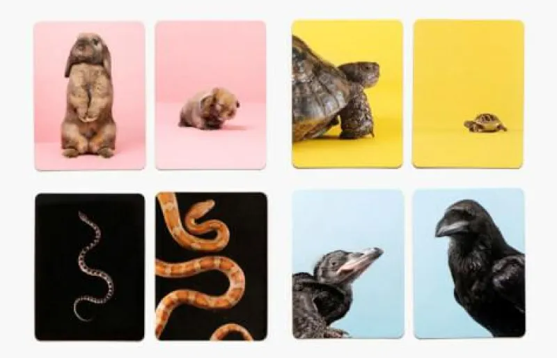 Laurence King Familien- Und Gesellschaftsspiele>Klein & Groß Tierbaby-Memo