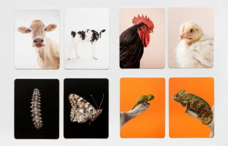 Laurence King Familien- Und Gesellschaftsspiele>Klein & Groß Tierbaby-Memo