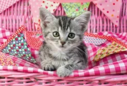 Schmidt Spiele Kleinkindpuzzle|Spielen><noscript><img width=