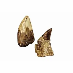 Moses Experimentieren><noscript><img width=