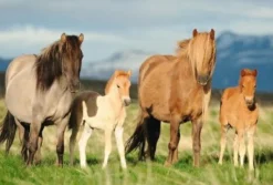 Schmidt Spiele Kinderpuzzle>Pferdefamilie - Puzzle 200 Teile