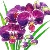ppd Servietten Und Serviettenringe|Servietten>Servietten 33x33cm Orchidea