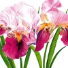 ppd Servietten|Servietten Und Serviettenringe>Servietten 33x33cm Sweet Iris