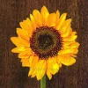IHR Servietten Und Serviettenringe|Servietten>Sunflower For You Lunch-Servietten L 589900