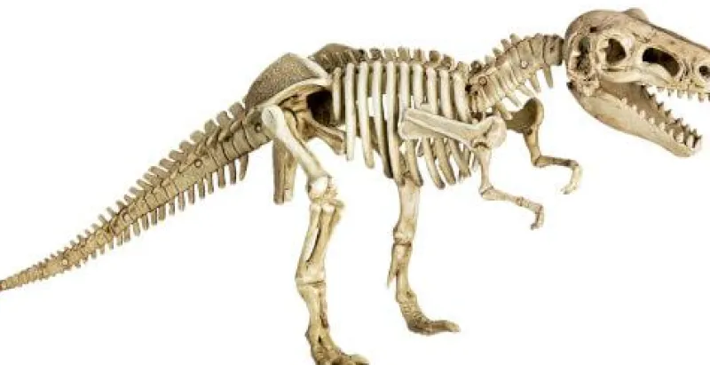 COPPENRATH SPG Basteln>T-Rex World - Ausgrabungs-& Gips-Set T-Rex