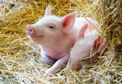 Ravensburger Kleinkindpuzzle|Spielen>Unsere Bauernhoftiere - Puzzle 2x12 Teile